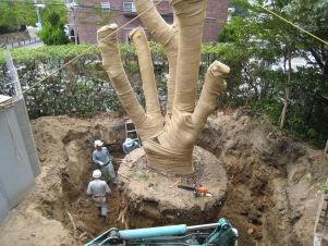 大径木の移植 大径木の移植