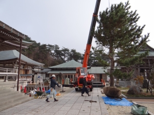 松の植栽 松の植栽