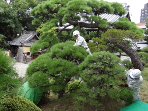松の剪定 松の剪定