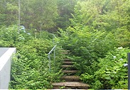 神戸市某山荘_庭木剪定前 神戸市某山荘_庭木剪定前